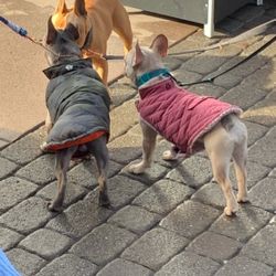 Pet outfits