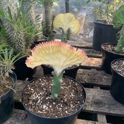 Coral Cactus Plant 