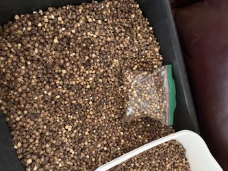 Moringa seeds