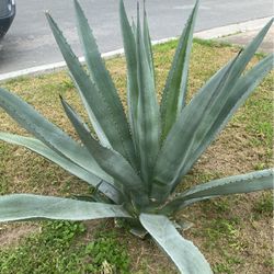 Maguey Plant 4 For $35 