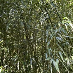 Bamboo Stakes (local Pick up In Upper Darby, PA only