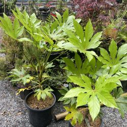 Nice Big FATSIA perennial Plants 