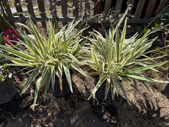 Variegated Yucca Plants in Nursery Pots – Set of 2