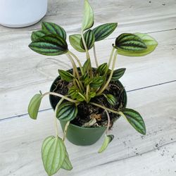 Peperomia Piccolo Banda Plant