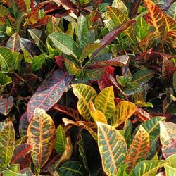 Beautiful Croton Petra 3gl $8🪴