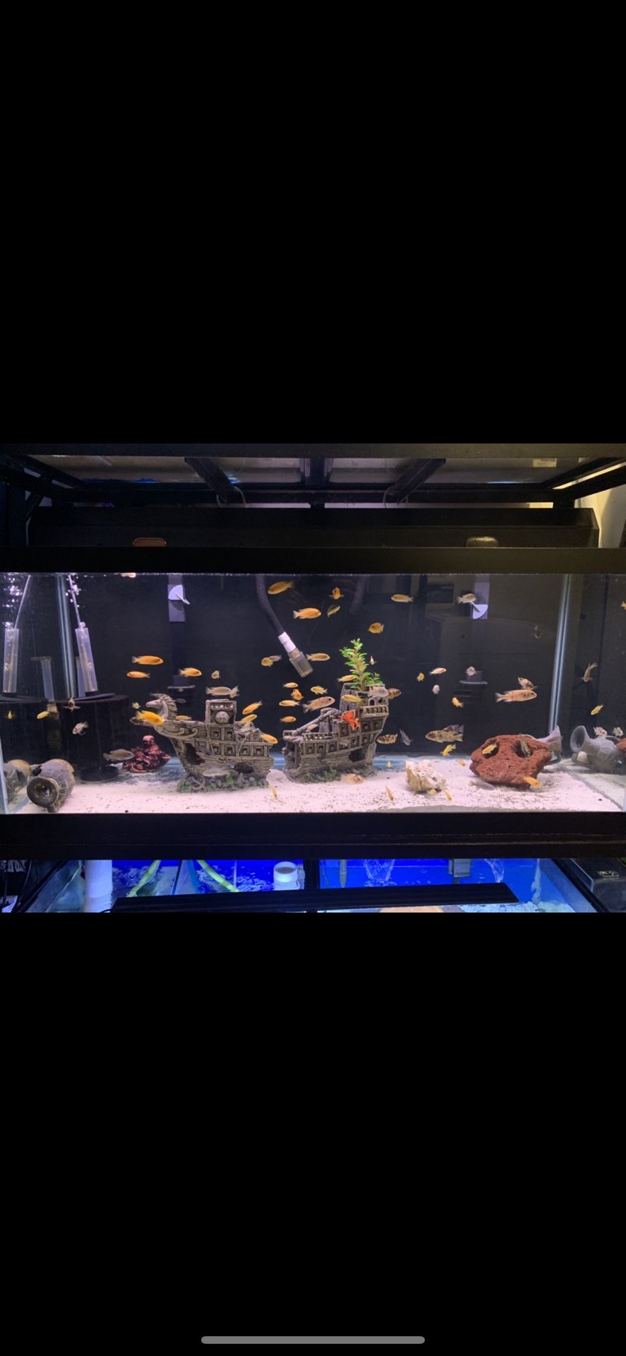 75 gallon fish tank plus fish and decorations