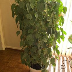 Philodendron scandens #1