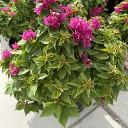 ♥️Gorgeous♥️Torch GLOW♥️Bougainvillea In 12” Nursery Pot 