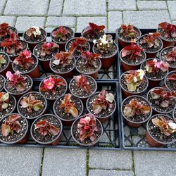 Bronze Leaf Begonias in 4" Pots - Set of 2