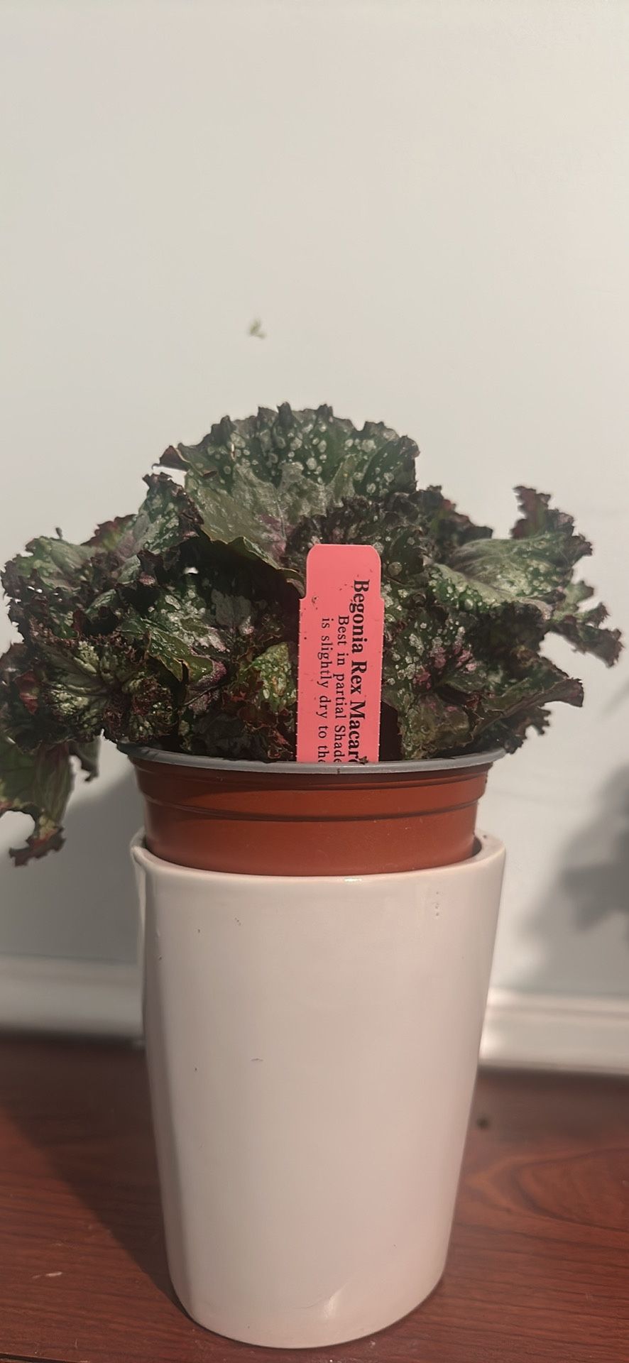 Begonia Rex (Macarena)
