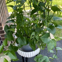 Trailing Monstera & Pothos Live Plant 