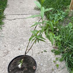 Peach Tree  