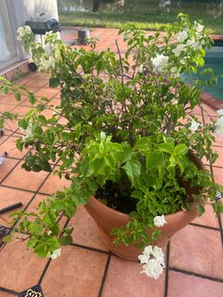 Large bougainvillea beautiful