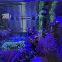 Waterbox MarineX Tank and Equipment and Decorations