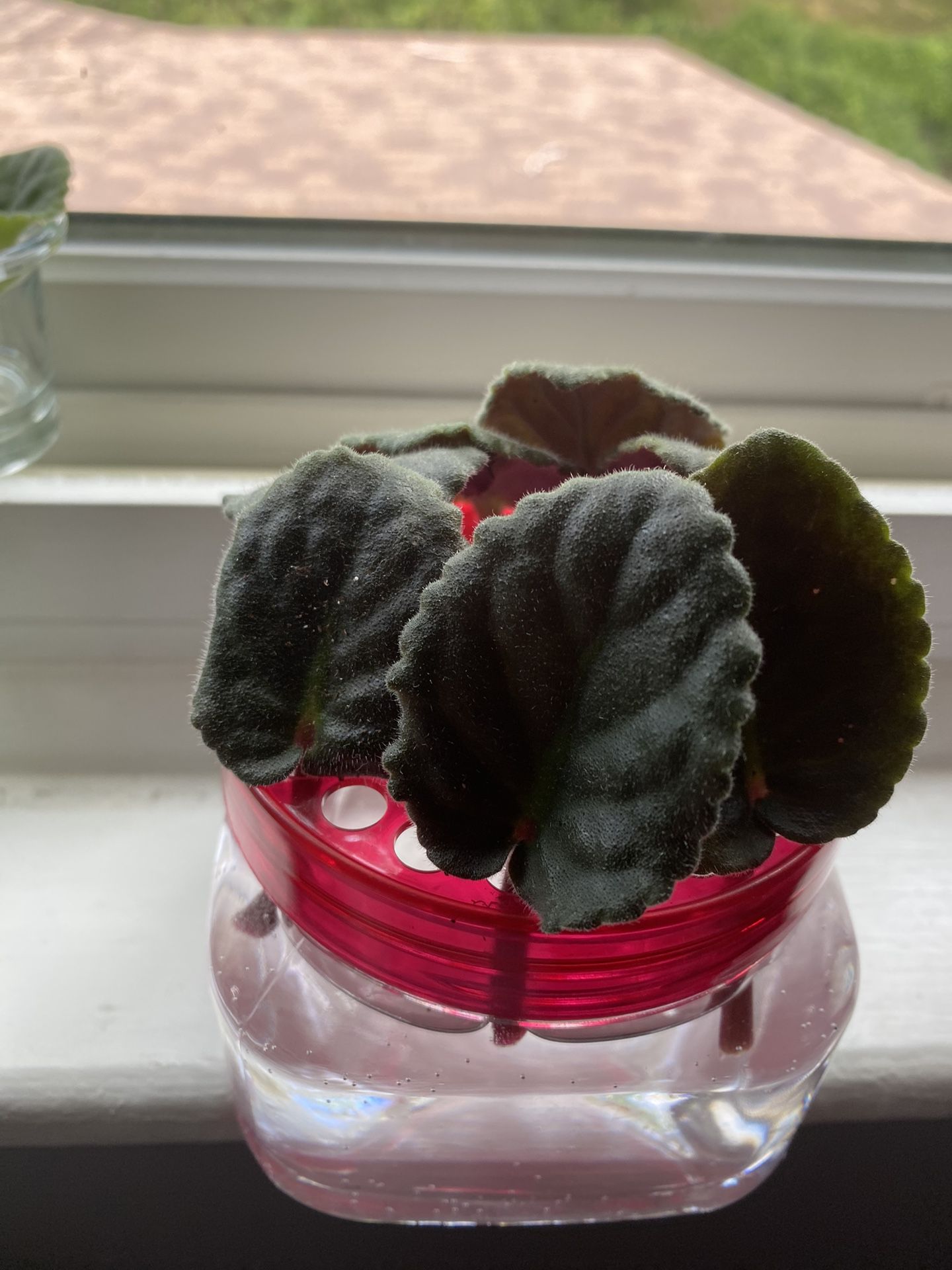 Free African Violets Leaves In Water 