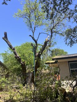 🌿🌿Tr3🌿Remov🌿Prunin🌿🌿