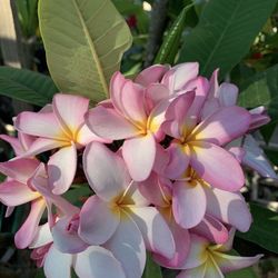 PLUMERIA CUTTINGS - (WHITE, PINK  & YELLOW FLOWERS)