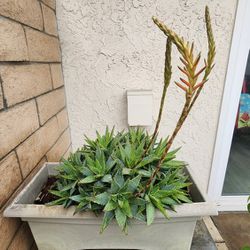 Succulent Plant w/Pot