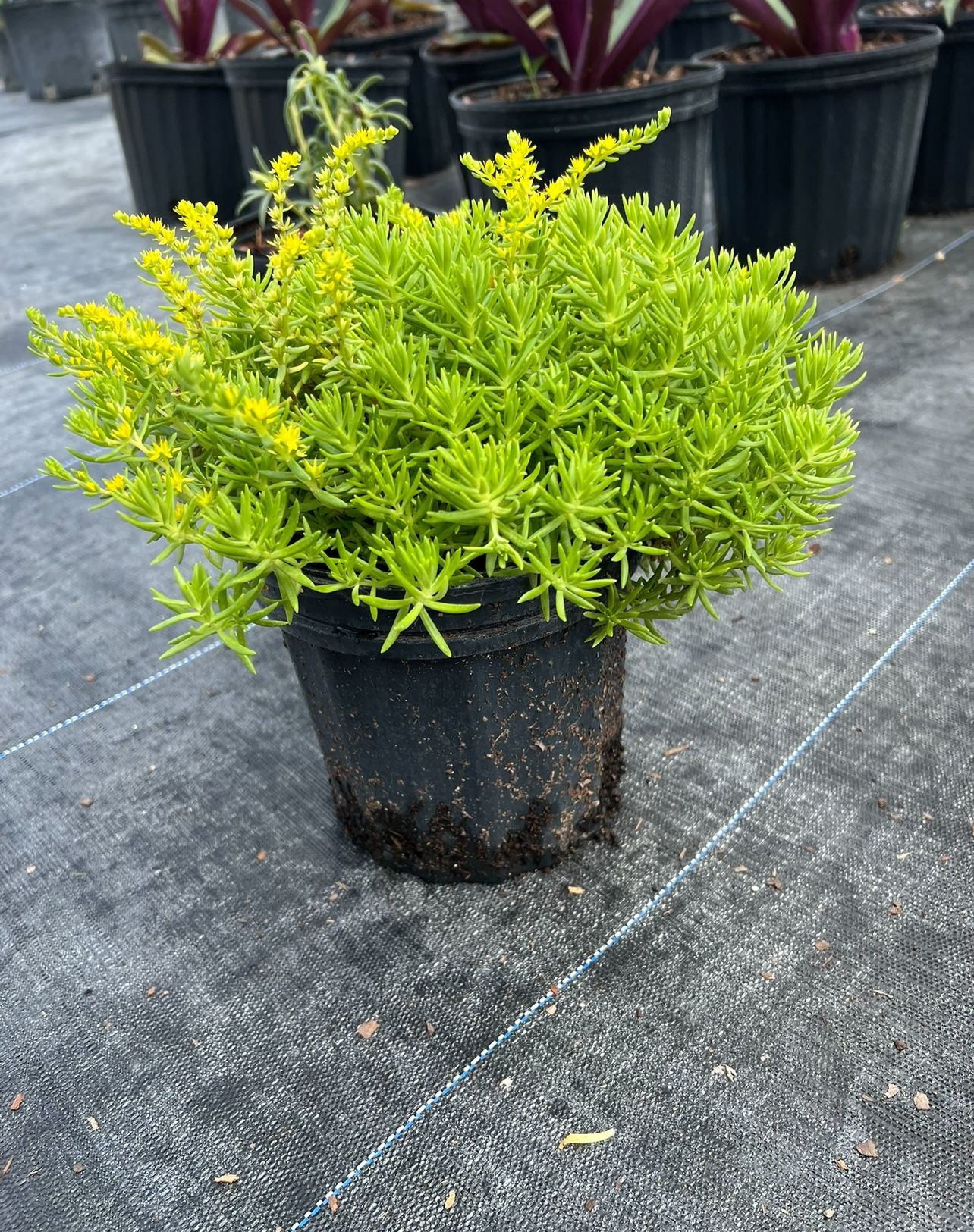🌿 Plant: Green Sedum