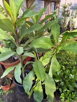 Plumerias tengo roja y amarilla 30 cada una