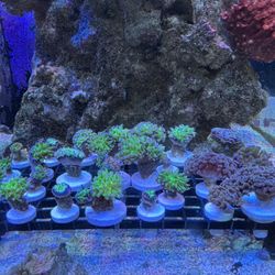 Reef Aquarium Decorations