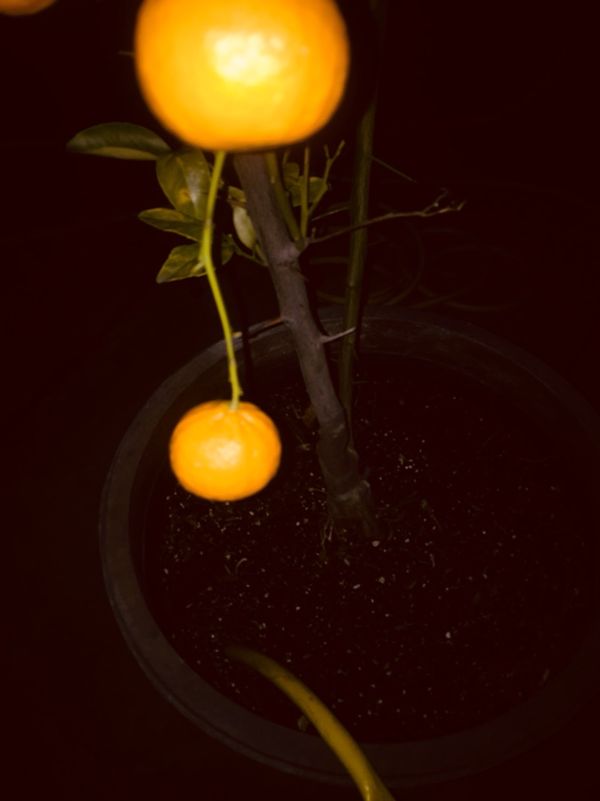 Fruiting Ojai Pixie Mandarin Orange Tree In Planter4.5 Years 6.5ft