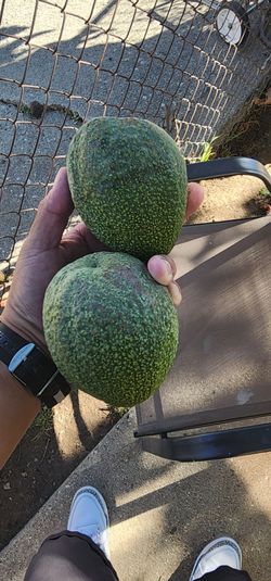 Large avocados