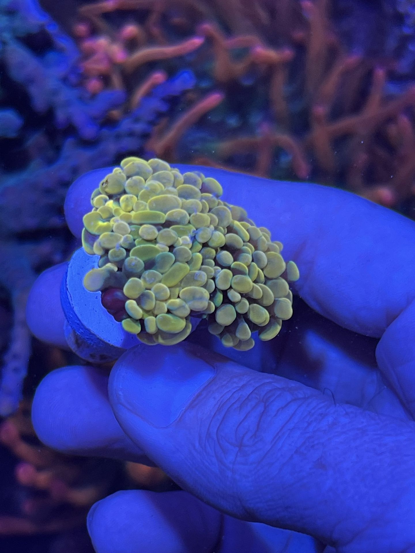 Fake Coral Decorations
