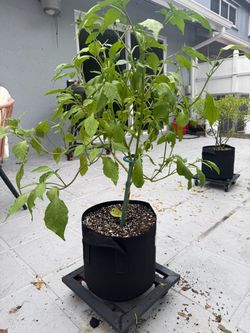 🌱 Aji Amarillo Pepper Plant (Peruvian Chili) – Established & Healthy 🌱