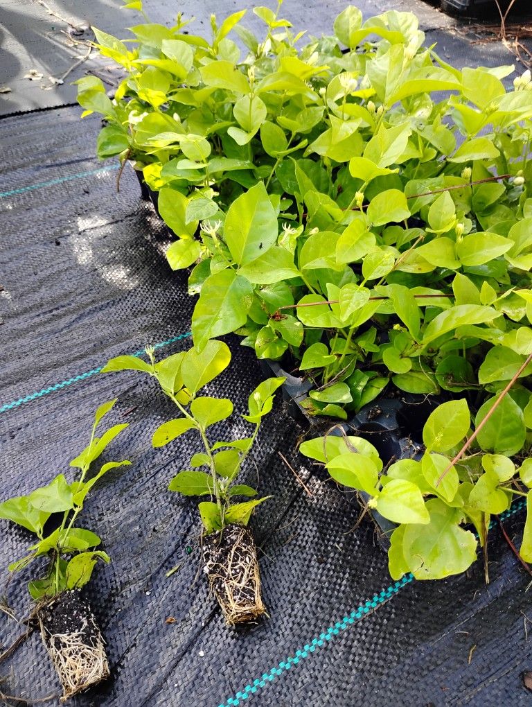 Sanbac Jasmine Pride Of Orleans Fragrent