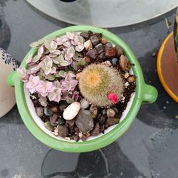 Decorative pots with succulents