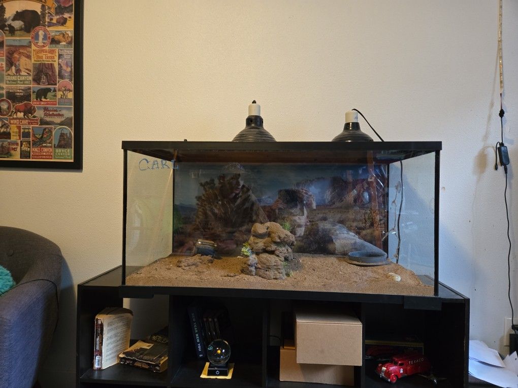 Bearded Dragon Terrarium