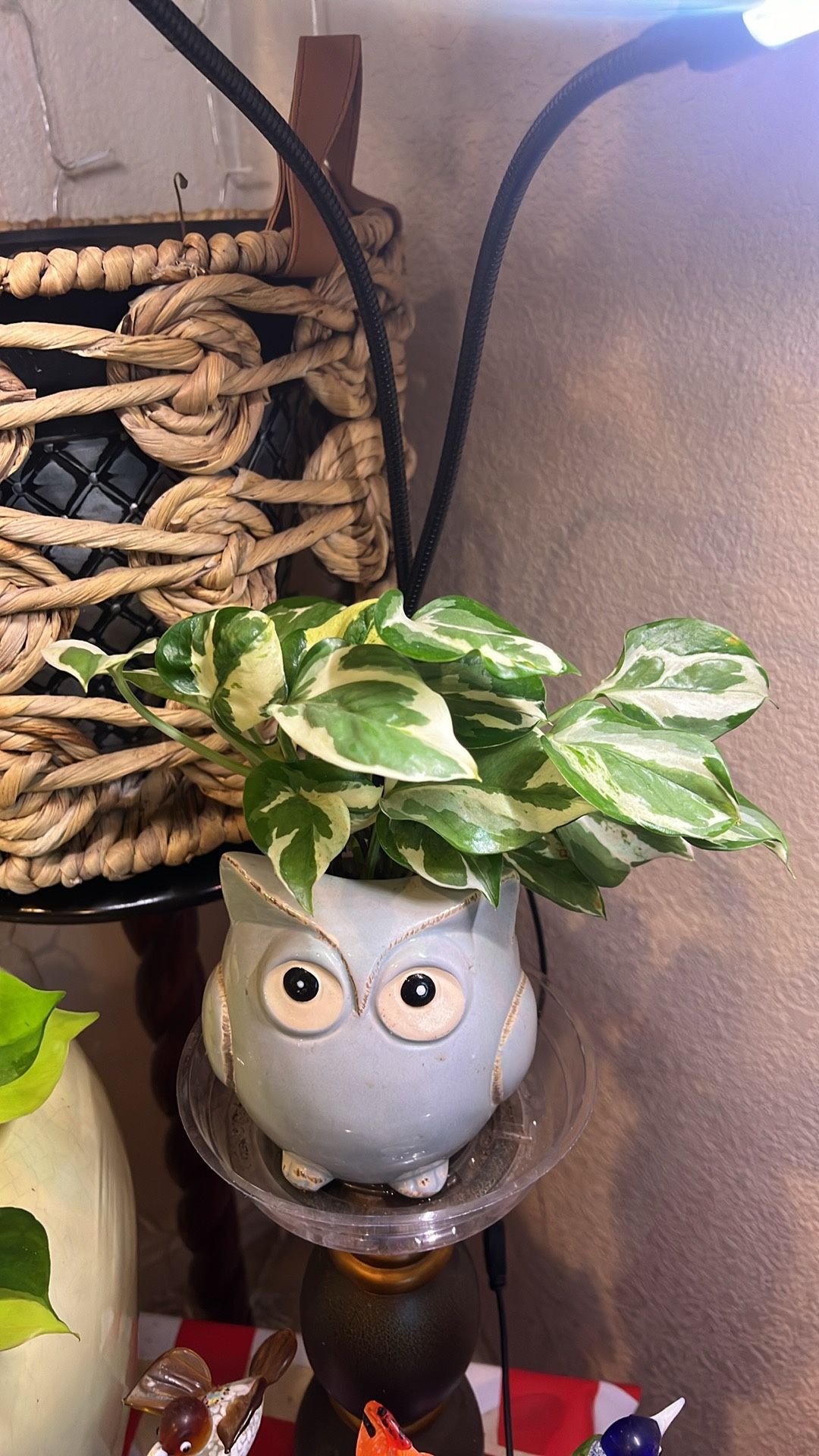 N Joy Pothos Indoor