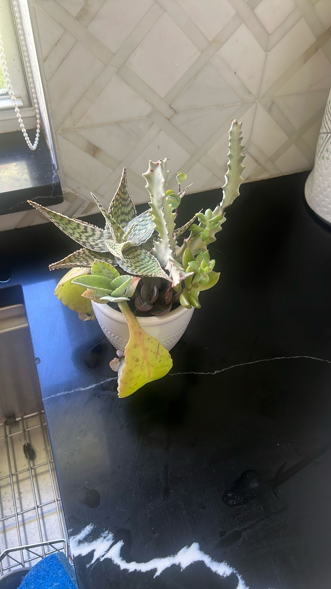 Euphorbia Ghost Succulent Arrangements 7 Differents