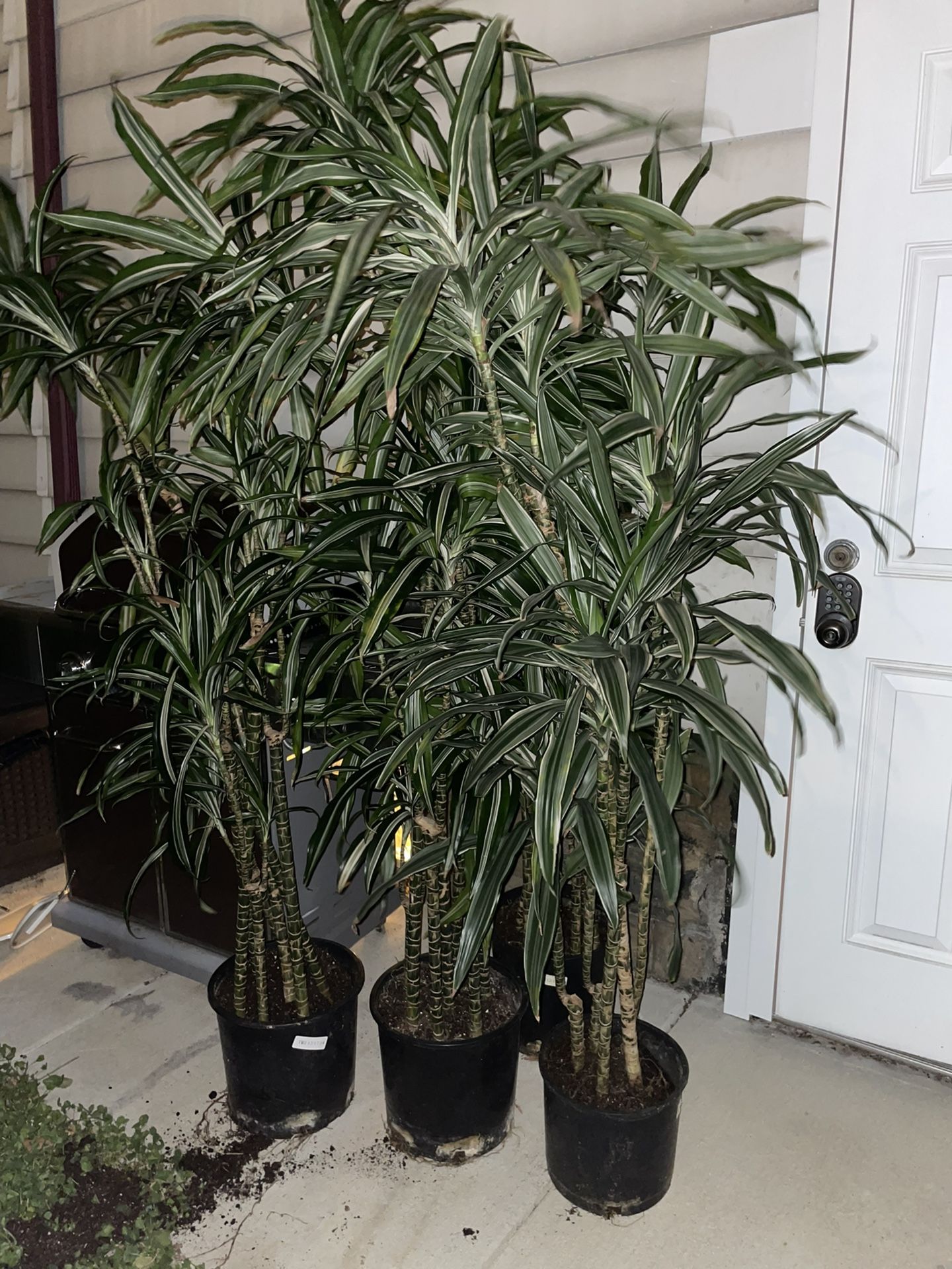 Tall White Bird Dracaena Houseplants Plants Foliage 6’-7’ Tall 5-6 Plants Per Pot