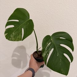 🌿 Monstera Albo Variegata with Low Variegation! 💚🤍