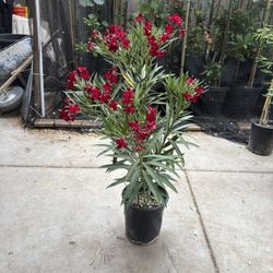 nerium plant