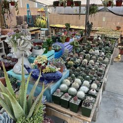 Spring Plant sale! Beautiful Succulents And Cacti! 