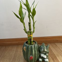 Lucky Bamboo Indoor Plant With A Vase