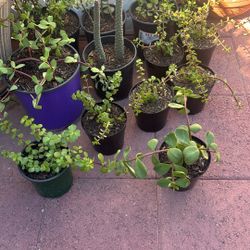 Succulents In Plastic Pots