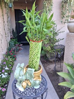 Cylinder Lucky Bamboos Arrangement $45