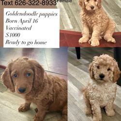 Goldendoodle Pink And Blue Collar