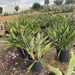 Birds Of Paradise Plants