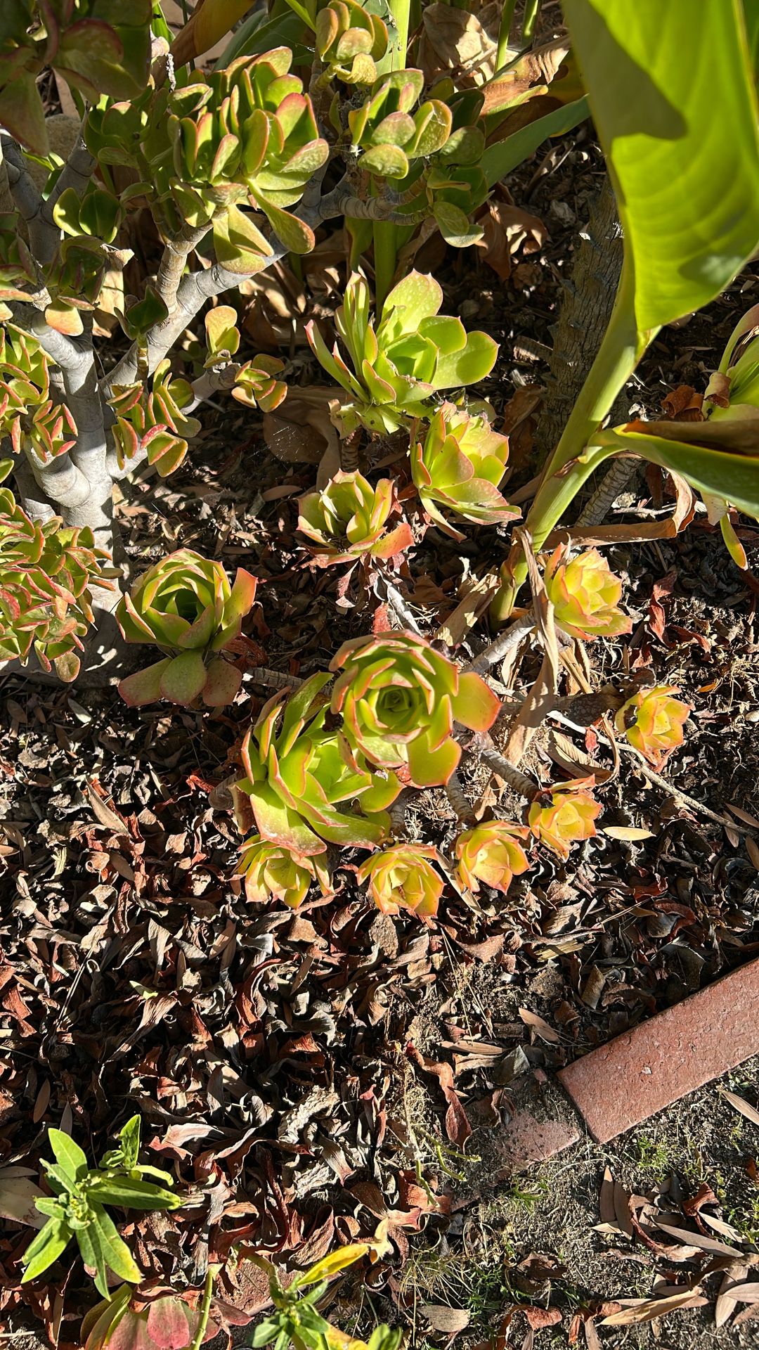 Aeonium Succulent ‘Blushing Beauty’