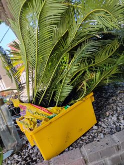 Beautiful sago palm trees$20