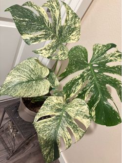 Big Variegated Monstera Mint
