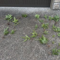 Free trees
