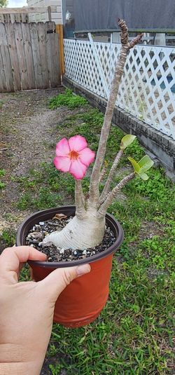 Desert Rose