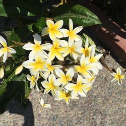 Plumeria