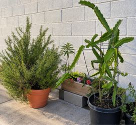 Rosemary & dragon fruit Large